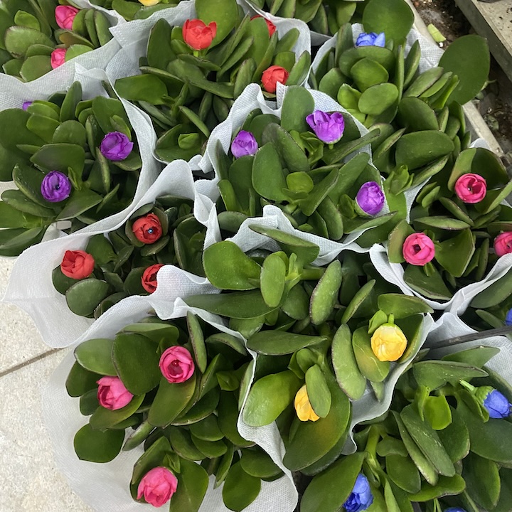 Hong Kong Flower Market Guide, Mong Kok Flower Market: Tulips