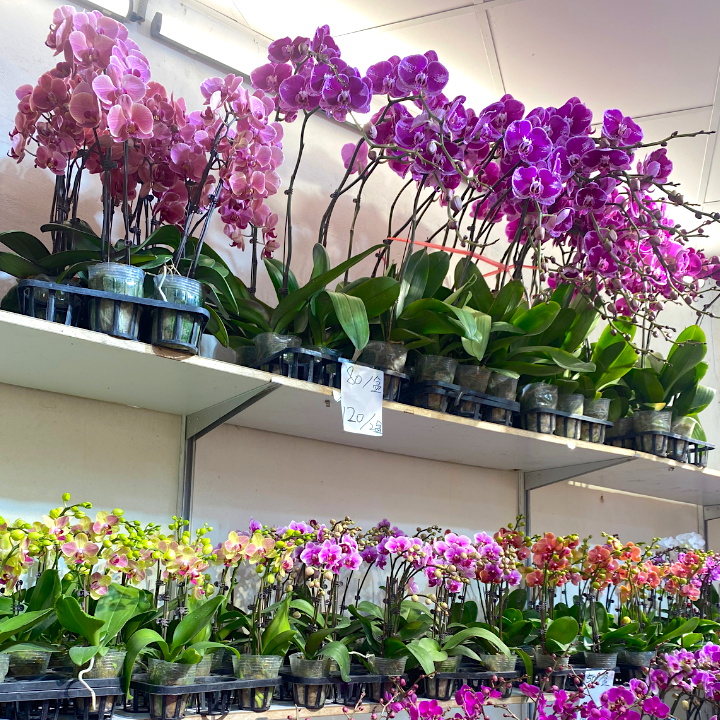 Hong Kong Flower Market Guide, Mong Kok Flower Market: Chung Shing Flowers, Prince Edward Road West